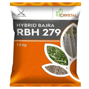 RBH 279 Hybrid Bajra Seeds